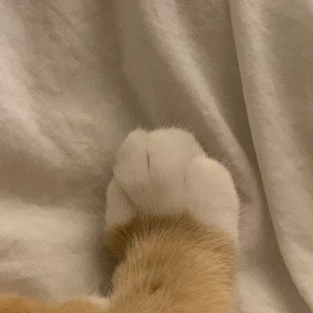 미야옹