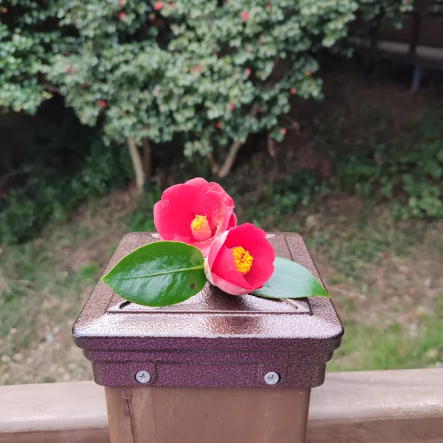 오동도동백꽃