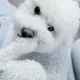 궂지