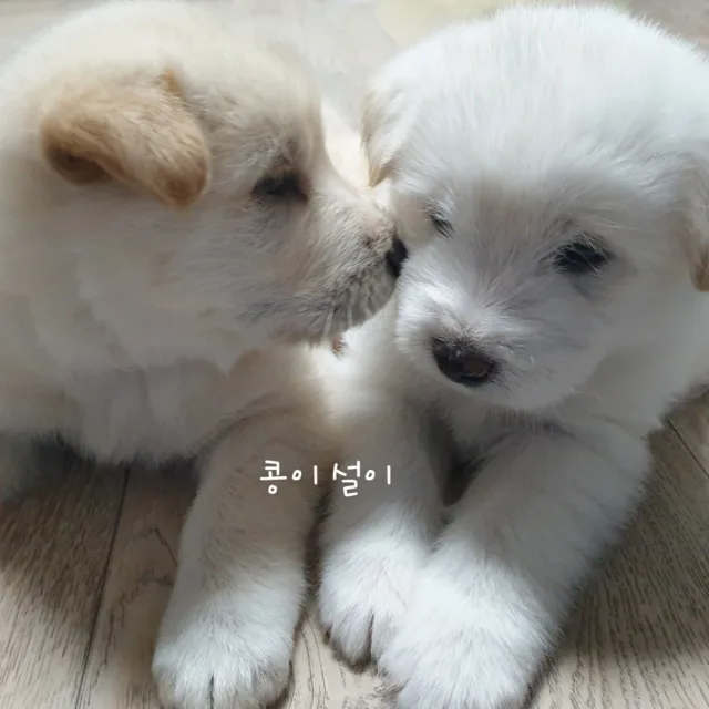 콩이설이랑
