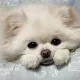 하양이