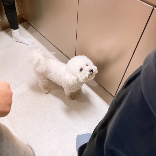해피