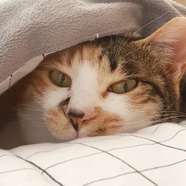속초댁
