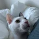 올리브영