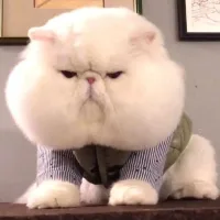 볼빵빵