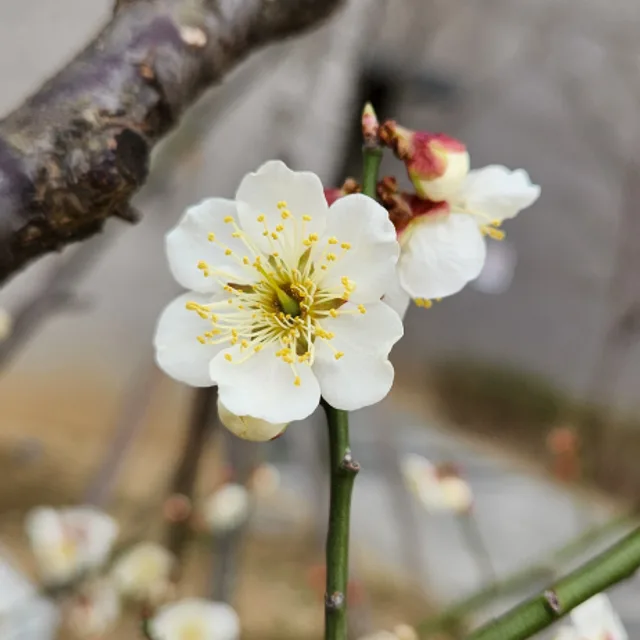매화네