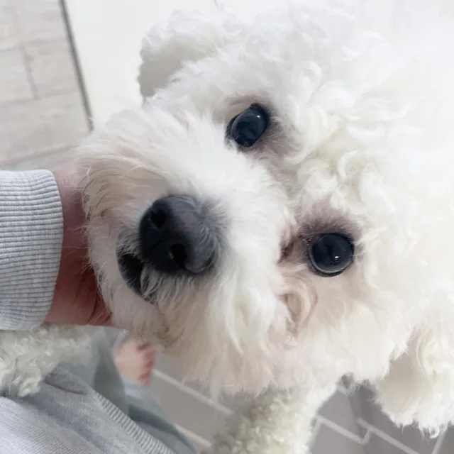 송이네