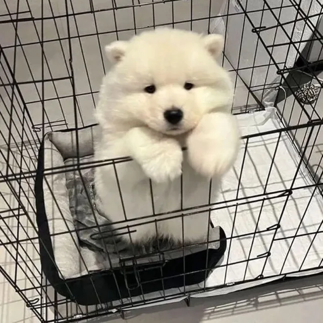 먕먕먕