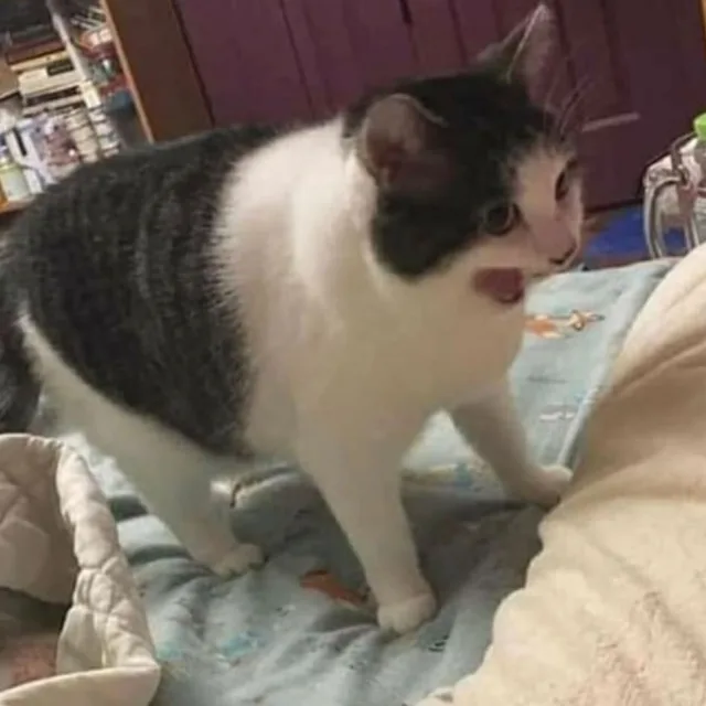 나만없어고양이