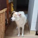 우리집유키