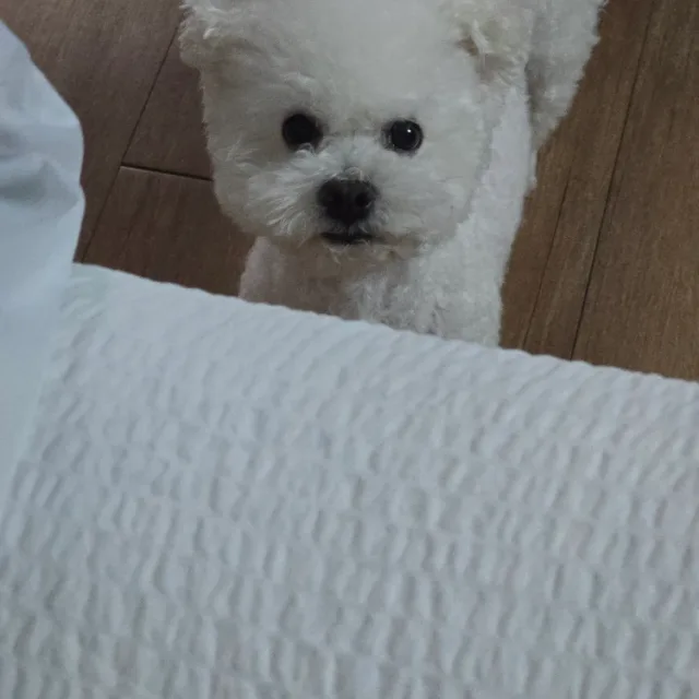 논산딸기