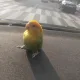 란제리도매상