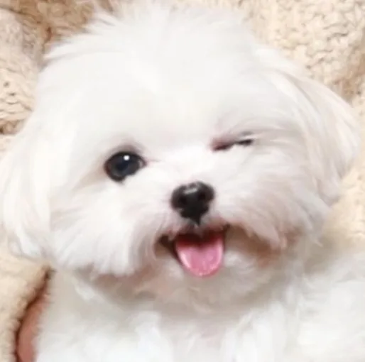 리오넬메르시