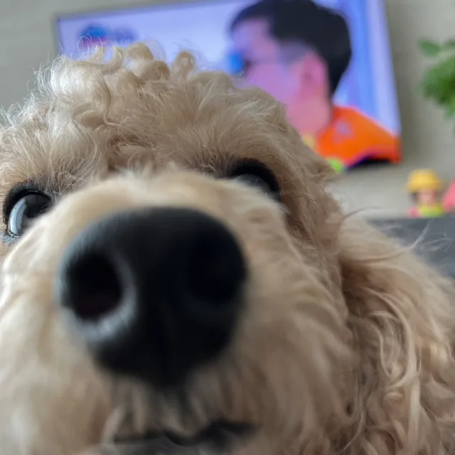 멍멍