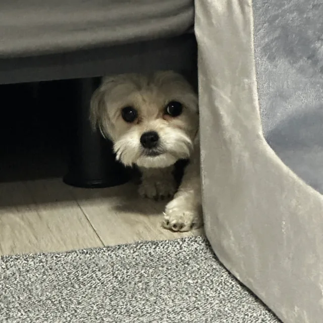 뿌꾸