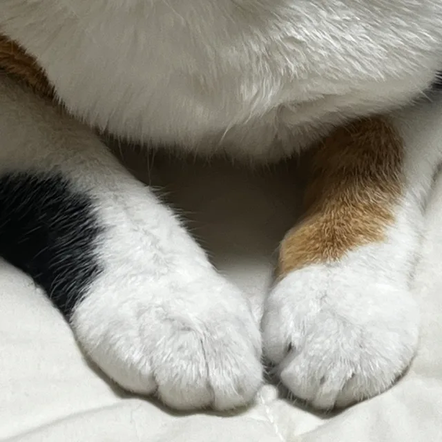 냥냥펀치