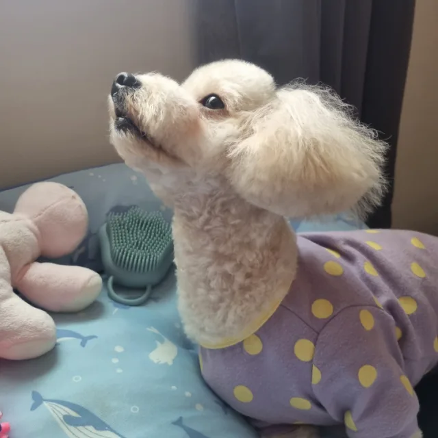 혜온