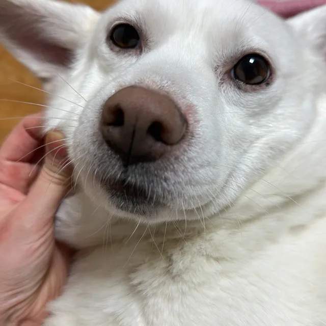 찍찍이