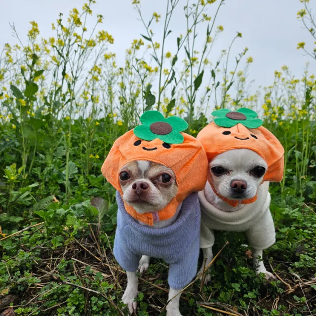 귀요미