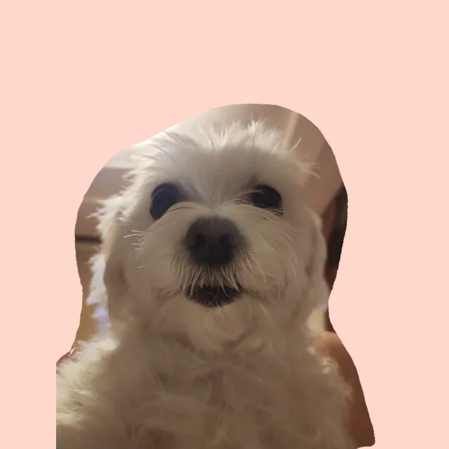임씨