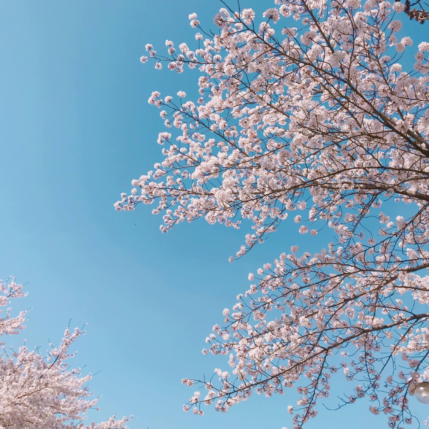 댕뎡