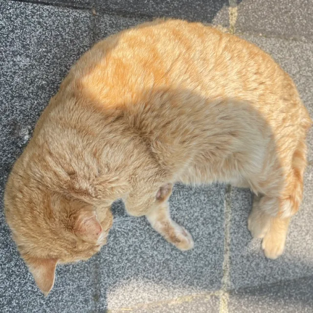 루가루