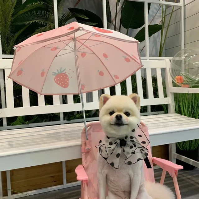 진로마미