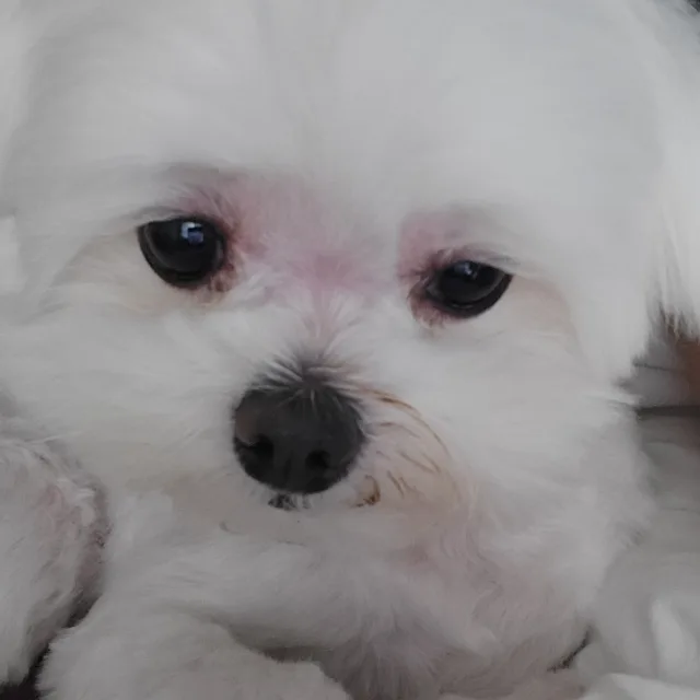 연희동빵수니