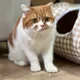 오뎅