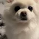 예삐