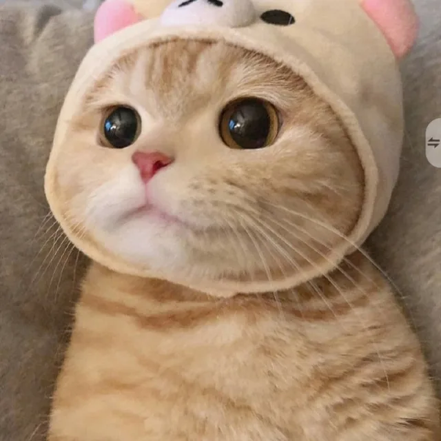 정도야