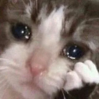 고양이