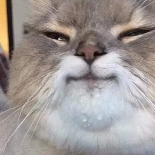 괴양이