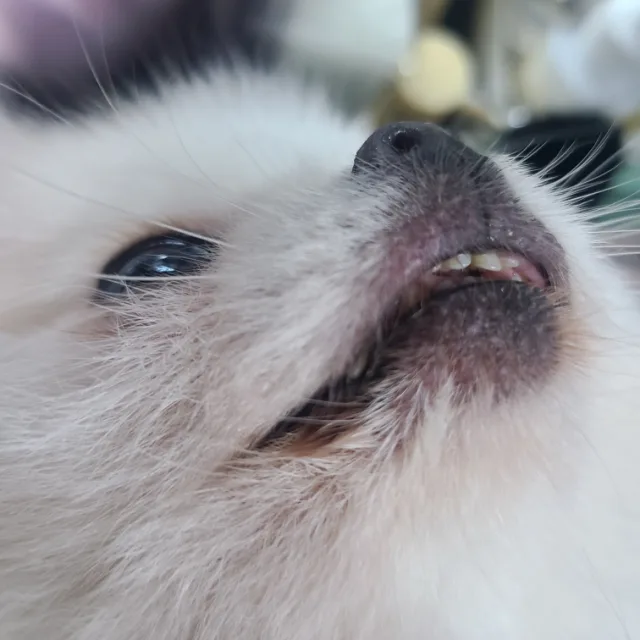 잎새