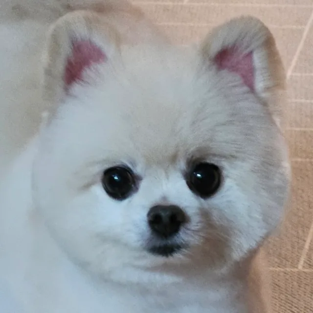 PU