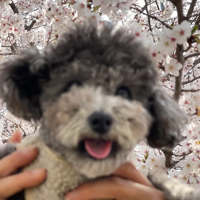 콩콩콩