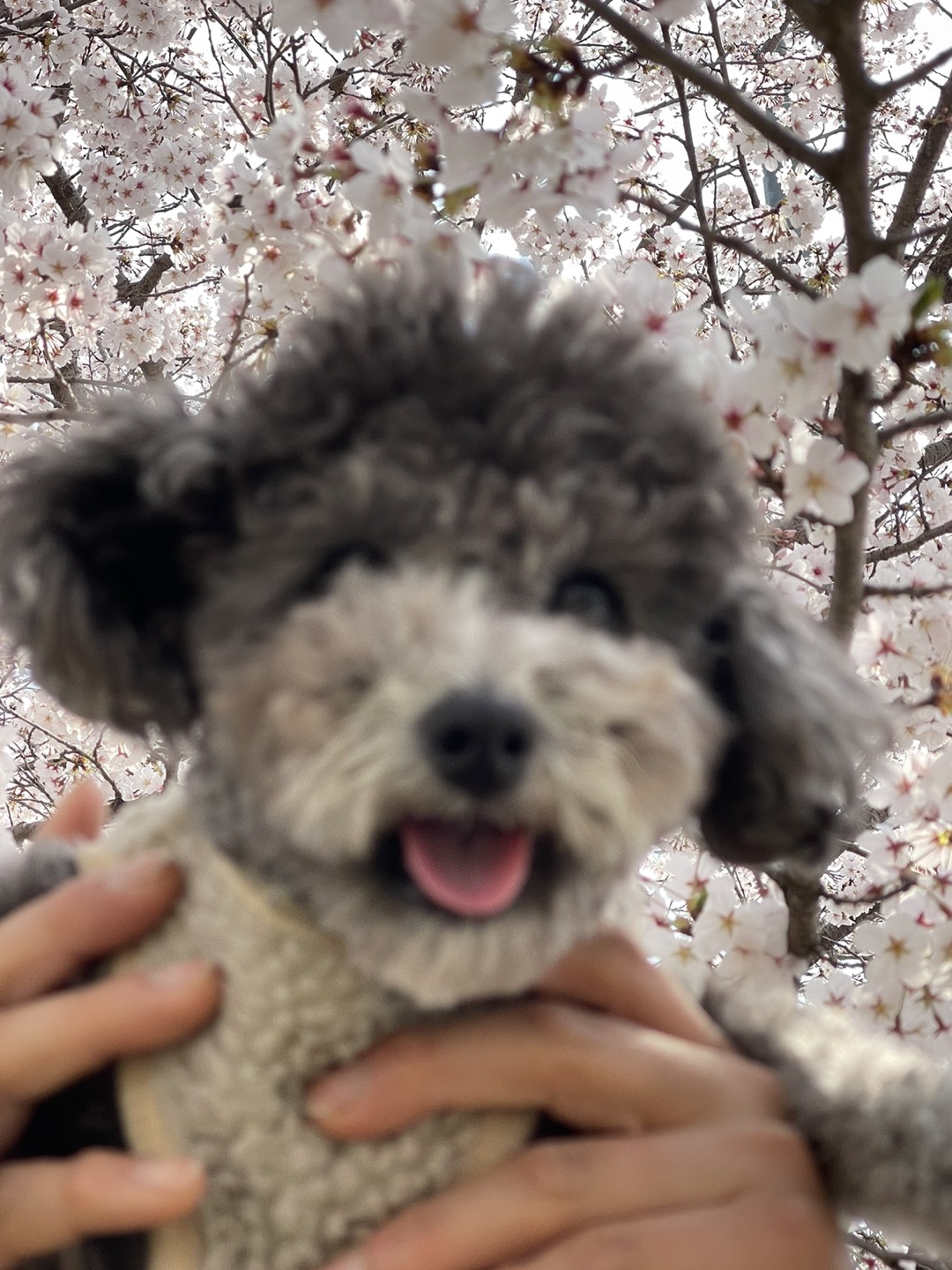 콩콩콩