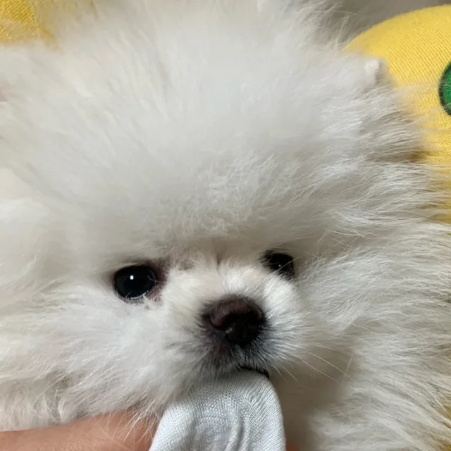 looo