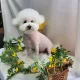 김남매
