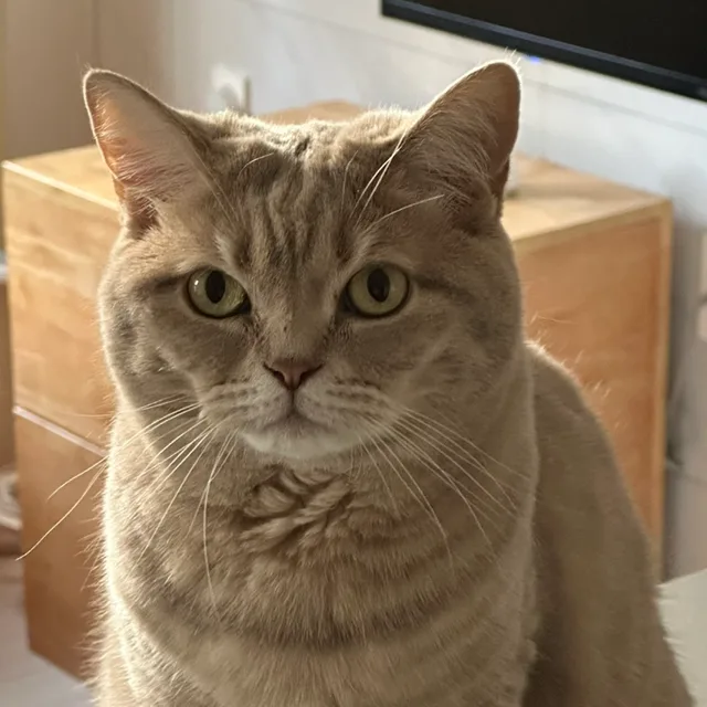 호키쿤
