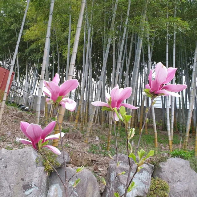 라벤더향
