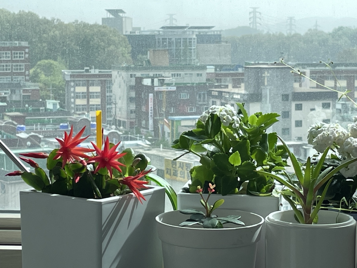 비단산