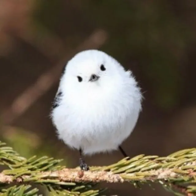 오목눈이새