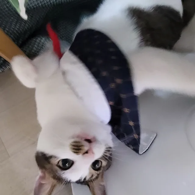 평화메리