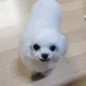 달콩이