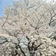 가인
