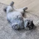 체리의집사