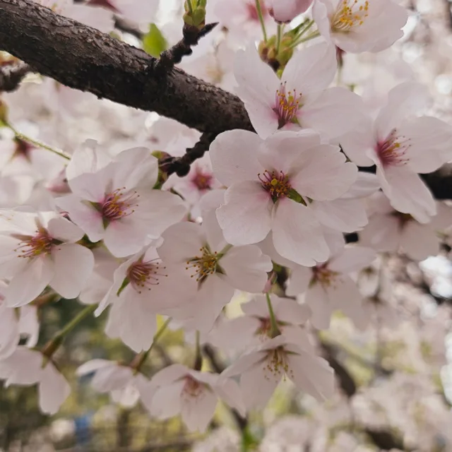벚꽃