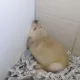 루나쨩
