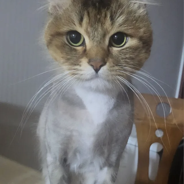 빗소리